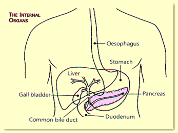 internal-organs